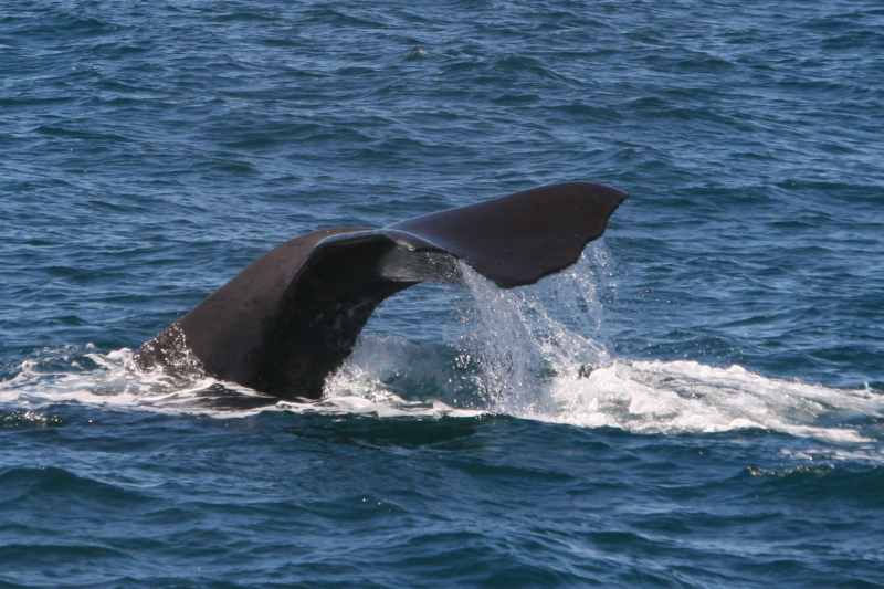 Nieuw-Zeeland 2011 - 1244
